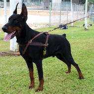 Doberman Tracking ,Pulling,Walking Leather Dog Harness